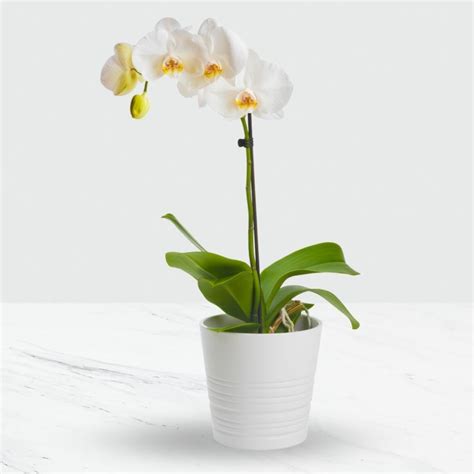 Phalaenopsis Orchid In Pot Interflora