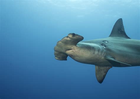 Scalloped Hammerhead Shark Among 10 Species Threatened By Wildlife