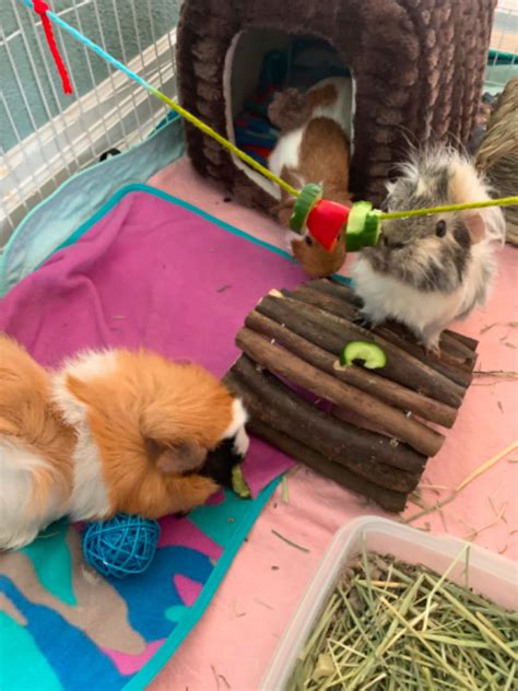 3 Bonded Female Guinea Pigs Small Animals For Rehoming Victoria