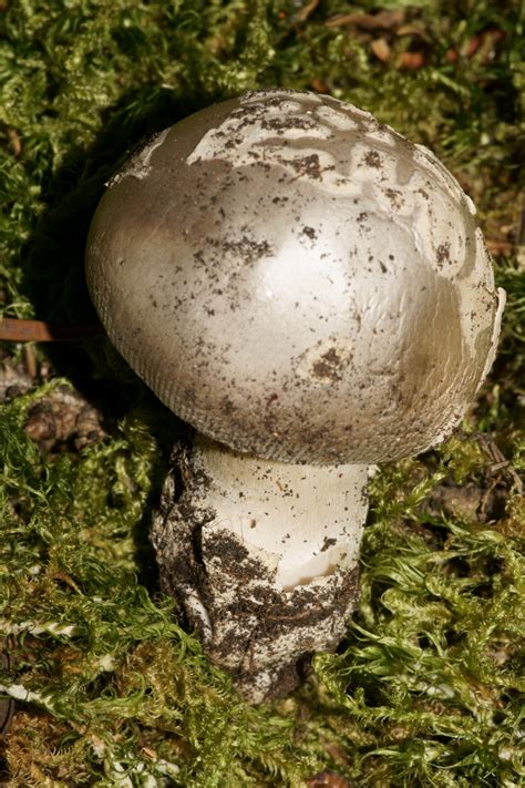 Mushroom Observer Observation 419875 Amanita Nivalis Grev