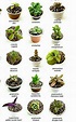 Tipos De Cactus Nombres Y Fotos : Conoce todo acerca de las suculentas ...