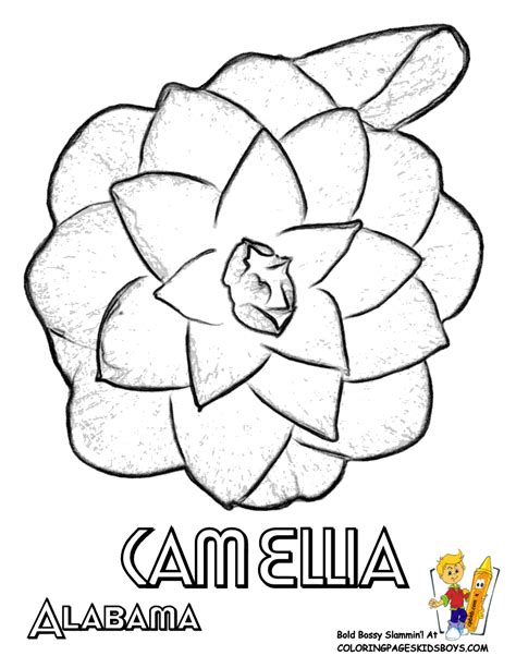Alabama State Flower Coloring Page Camellia Dover Coloring Pages