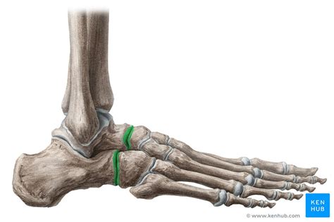 Transverse Tarsal Joint Bones Ligaments Movements Kenhub