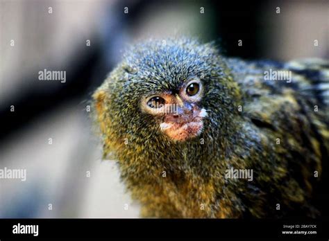 Pygmy Marmoset Cebuella Pygmaea Is One Of The Smallest Monkeys In The