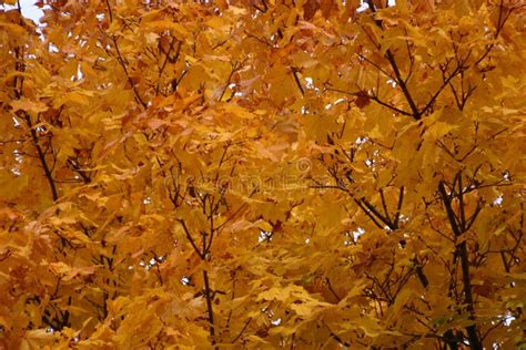 Golden Autumn Leaves Stock Photo Image Of Botany Deciduous 119713754