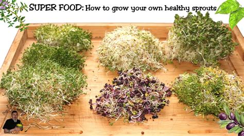 Super Food How To Grow Your Own Healthy Sprouts Youtube
