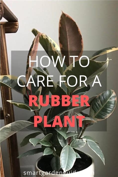 How To Care For A Rubber Tree Plant Keva Presley