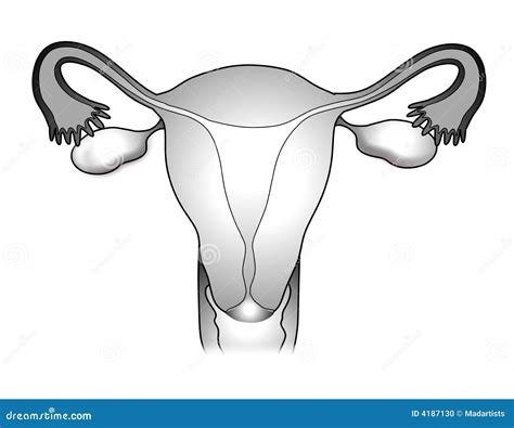 Ilustración femenina 2 del sistema reproductivo