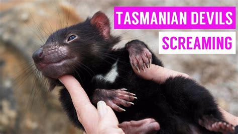 Cute Tasmanian Devil Screaming And Growling Compilation 2017 Youtube
