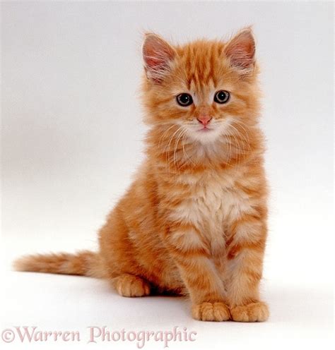 Fluffy Ginger Kitten Photo Wp15767