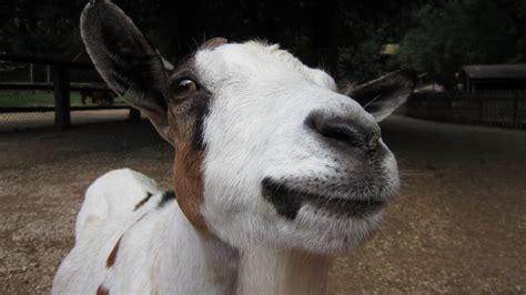 Free Images Farm Animal Horn Livestock Fauna Llama Goats Snout