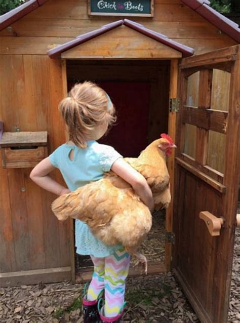 They are not great pets, especially for children, and some have found them to be too loud for a backyard setting. Chickens as Pets: 5 Kid-Friendly Chicken Breeds | Chicken ...