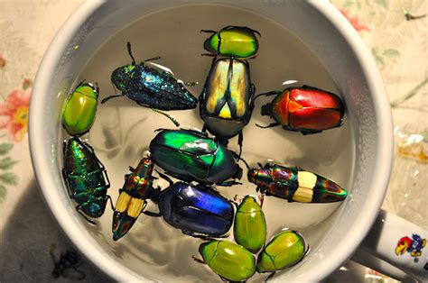 Insect Art Bug Soup