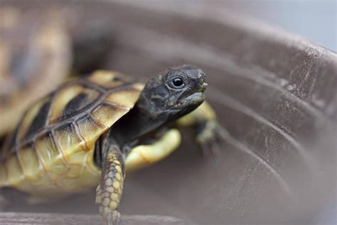 Comment S'occuper D'une Tortue De Terre Bebe - Comment avoir des bébés tortues de terre ? - Guides - PassionTortue.com