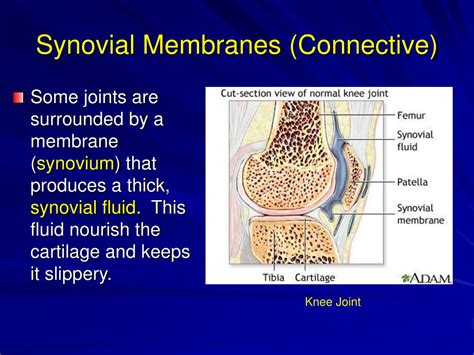 Ppt Classifications Of Body Membranes Powerpoint Presentation Free