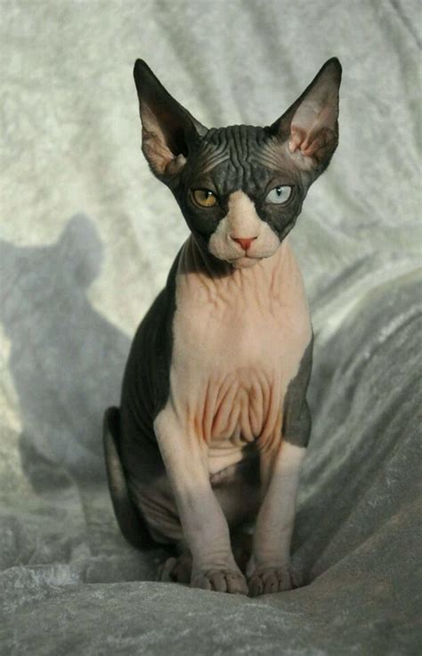 Pin By Sheryl Higginson On Sphynx Rare Cats Sphynx Cat Cats And Kittens