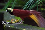 Greater bird-of-paradise - Wikipedia