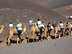 Camel Rides, Timanfaya National Park Lanzarote - Picture of Timanfaya ...