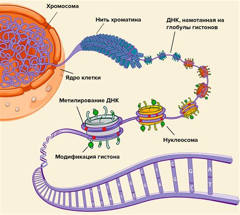 Биология СТФЭИ Лекция 3 Хромосомная теория наследственности Способы