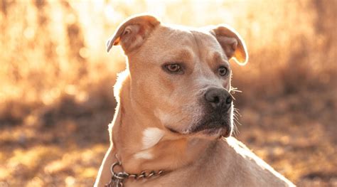 Pitbull Terrier Mixes 21 Different Pittie Cross Breeds We Love