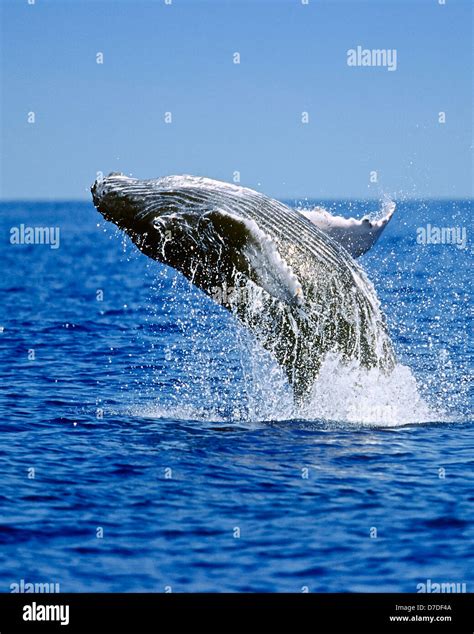 Humpback Whale Breaching Megaptera Novaeangliae Hawaii Usa Stock
