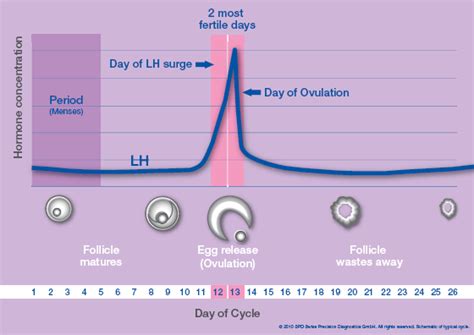 Relations Between Lh Surge And Ovulation And How To Detect Lh Surge New