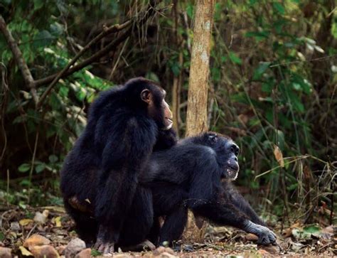 chimps have experimented with sex more than humans new scientist