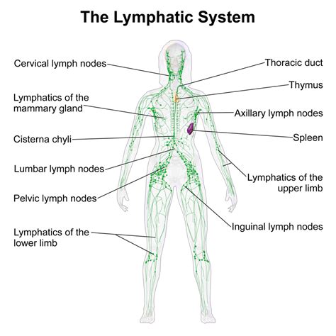 Lymphatic System Diagram Lymphatic Drainage Massage Lymphatic System