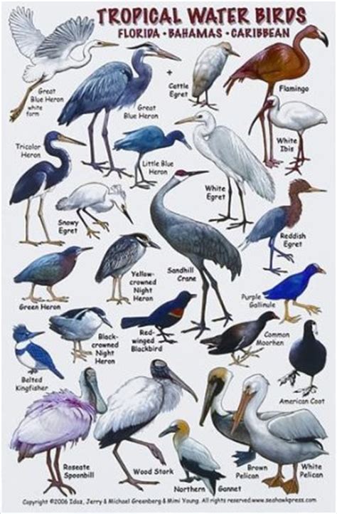 Names Of Diving Birds Memugaa