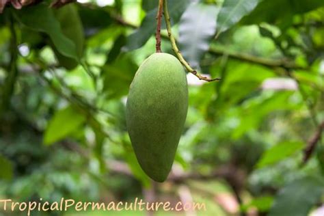 Growing Mangoes And How To Grow Mango Trees From Seed