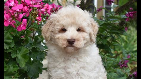 Schnoodle Puppy For Sale Youtube