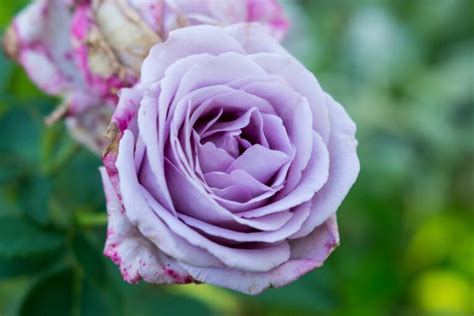 Purple Roses Top 5 Purple Rose Varieties Plantura