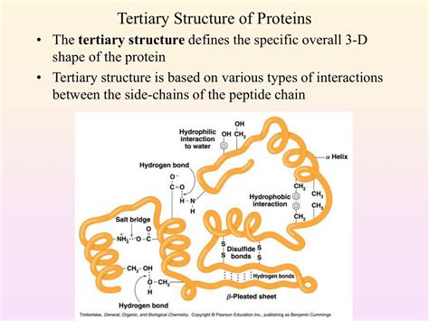 Which Best Describes The Tertiary Structure Of A Protein Brunokruwwolf