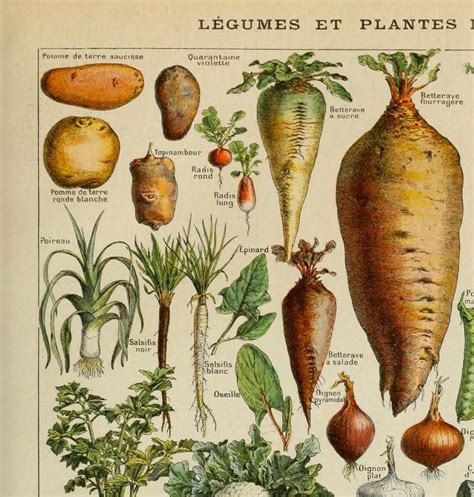 Vegetables Vintage Scientific Illustration Hand Drawn Art Image 1