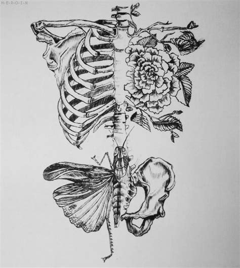 In most tetrapods, ribs surround the chest, enabling the lungs to expand and thus facilitate breathing by expanding the chest cavity. skeleton rib cage drawing - Google Search | Japanese ...