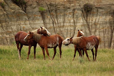 The Wild Horses Of Trnp Photograph By Saskia Vaughan Fine Art America