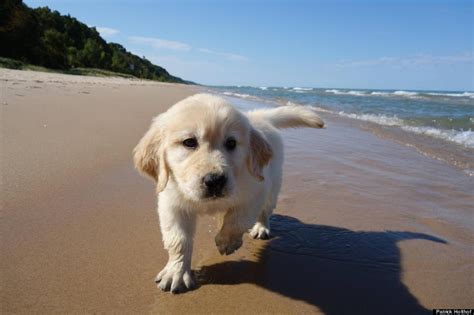 27.02.2020 · are beaches safe for puppies? Puppy's First Visit To The Beach Will Make All Other Dog Photos Out There Irrelevant | HuffPost