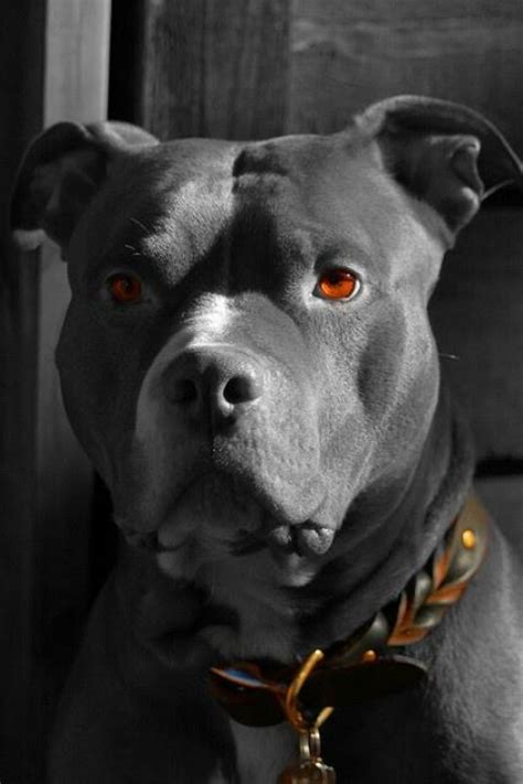 17 Best Images About Pit Bull Love On Pinterest American