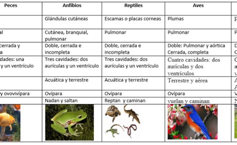 Cuadro De Doble Entrada Definicion Y Caracteristicas Otosection