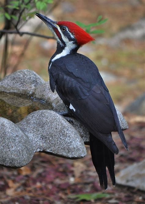 Pileated Woodpecker Birds And Blooms Pet Birds Woodpecker