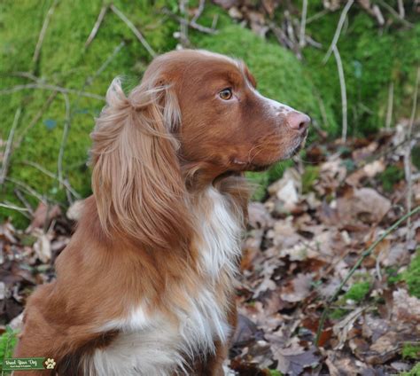 Maybe you would like to learn more about one of these? Stud Dog - Red Working Cocker Spaniel - Breed Your Dog