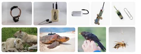 Wildlife Tracking Technology Trends Of 2023 Engaging Movement Data