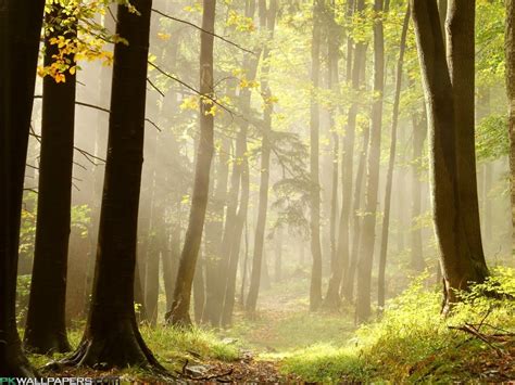 壁纸 阳光 树木 景观 森林 性质 草 科 早上 薄雾 丛林 秋季 Brume 林地 树林 1280x960