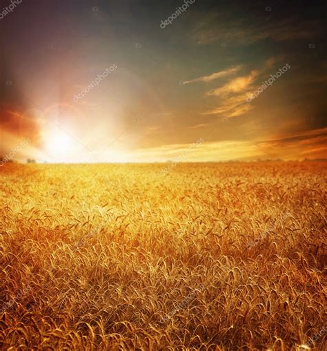 Golden Wheat Field And Sunset Stock Photo By ©subbotina 10688150
