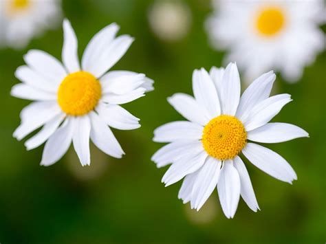 Different Types Of Daisies Learn About The Differences Between Daisies