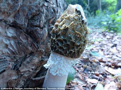 Penis Shaped Mushroom Found In Barclay Park Hoddesdon Daily Mail Online