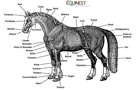 Horse Anatomy Horse Anatomy Horses Equines