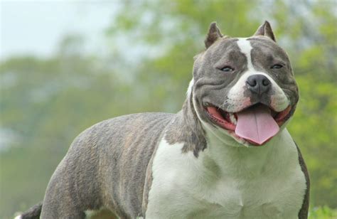 The options from petplate are tailored to your pup's breed, size, age, and activity level and come in for meat sources: 5 Best Dog Food For American Bullys | Pets Life