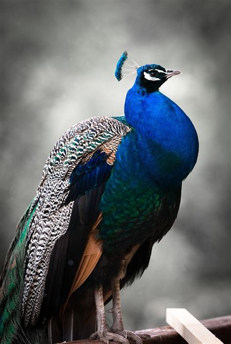 Peacock, Bird, Colorful, Blue wallpaper | HD Wallpapers