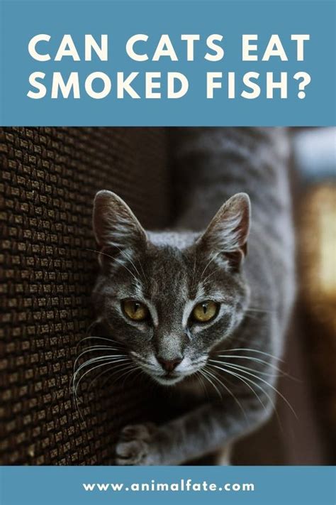 The Dangers Of Smoked Fish For Cats Hyaenidae